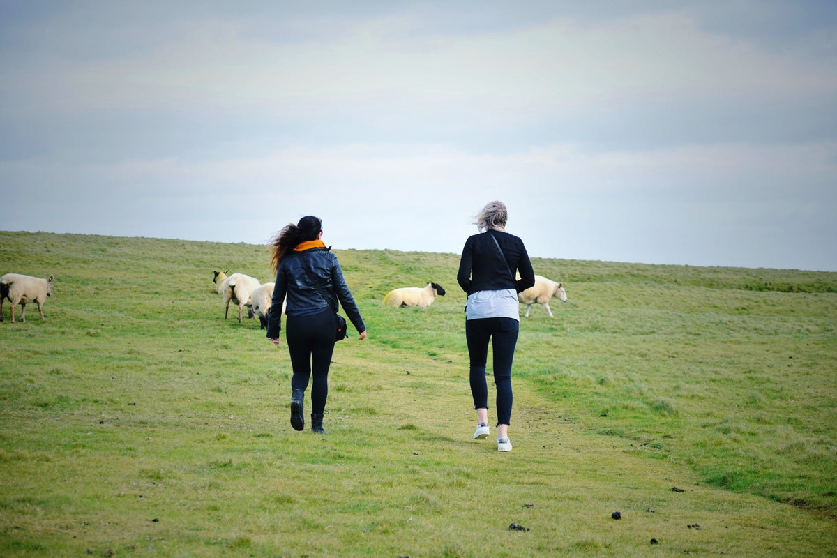 A white sheep resting